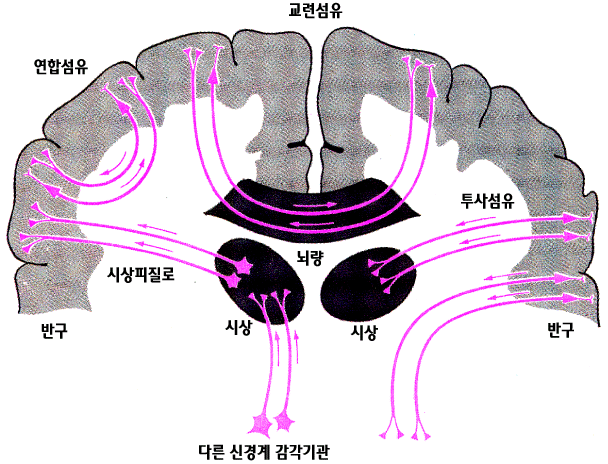 <그림 
3> 대뇌반구에 있어서 섬유연락